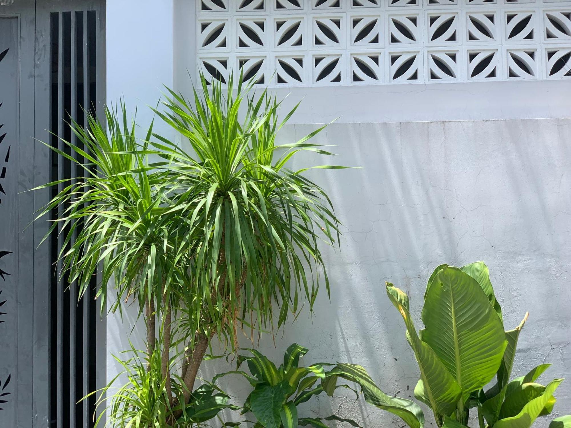 Tina House Apartment Da Nang Buitenkant foto